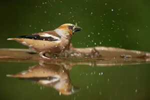 Hawfinches: Hawfinch - Bathing in forest pool