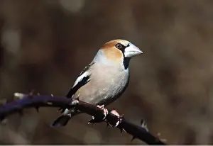 Hawfinch: HAWFINCH - on branch