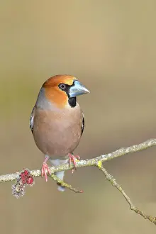 Coccothraustes: Hawfinch (Coccothraustes coccothraustes), male sitting