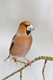 Coccothraustes: Hawfinch (Coccothraustes coccothraustes), male sitting
