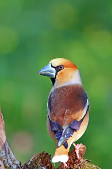 Coccothraustes: Hawfinch (Coccothraustes coccothraustes ), withdrawal