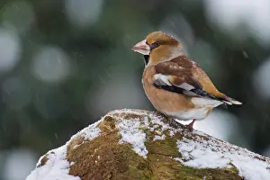Coccothraustes: Hawfinch (Coccothraustes coccothraustes) in the