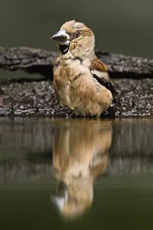 Coccothraustes: Hawfinch (Coccothraustes coccothraustes) at the
