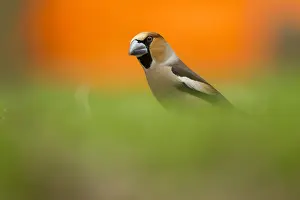 Coccothraustes: Hawfinch (Coccothraustes coccothraustes) on the