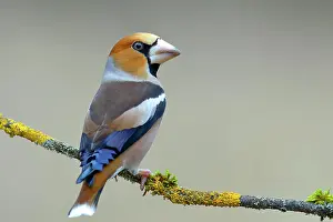 Cover: Hawfinch (Coccothraustes coccothraustes), male sitting