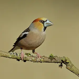 Grown: Hawfinch (Coccothraustes coccothraustes), male, sitting on a