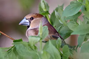 Coccothraustes: Hawfinch (Coccothraustes coccothraustes), sitting i
