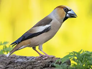 Searching: A hawfinch (Coccothraustes coccothraustes), Tiszaalp-r