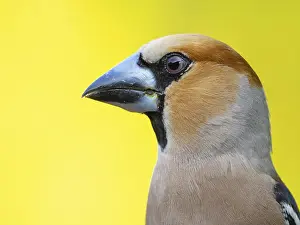 Searching: A hawfinch (Coccothraustes coccothraustes), Tiszaalp-r