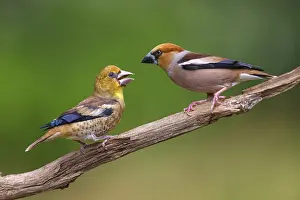 Child: A hawfinch (Coccothraustes coccothraustes), Tiszaalp-r