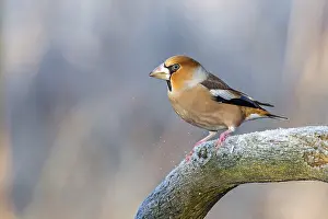 Finch: Hawfinch (Coccothraustes coccothraustes)