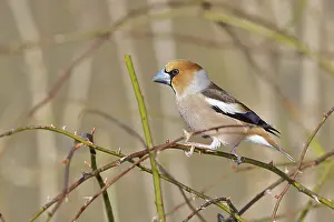 Vine: Hawfinch (Coccothraustes coccothraustes)