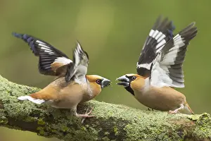 Coccothraustes: Hawfinch (Coccothraustes coccothraustes) adult