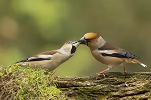 Coccothraustes: Hawfinch (Coccothraustes coccothraustes) adult