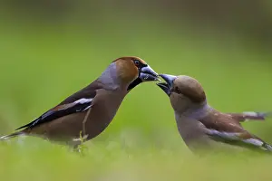 Coccothraustes: Hawfinch (Coccothraustes coccothraustes) adult