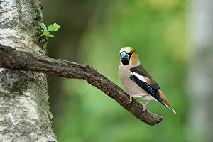 Coccothraustes: Hawfinch (Coccothraustes coccothraustes), adult