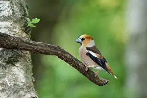 Coccothraustes: Hawfinch (Coccothraustes coccothraustes), adult
