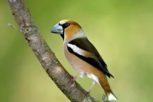 Coccothraustes: Hawfinch (Coccothraustes coccothraustes), adult
