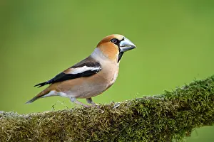 Coccothraustes: Hawfinch (Coccothraustes coccothraustes), adult