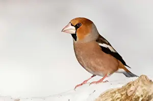 Coccothraustes: Hawfinch (Coccothraustes coccothraustes) adult male