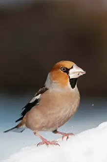 Coccothraustes: Hawfinch (Coccothraustes coccothraustes) adult male