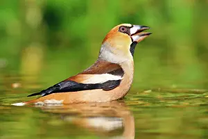 310820: Hawfinch (Coccothraustes coccothraustes) bathes