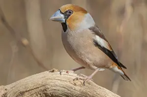 Alsace: Hawfinch (Coccothraustes coccothraustes) on a branch in the forest