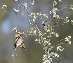 Passeriforme: Hawfinch (Coccothraustes coccothraustes) couple