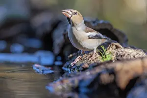 Coccothraustes: Hawfinch (Coccothraustes coccothraustes), drinking