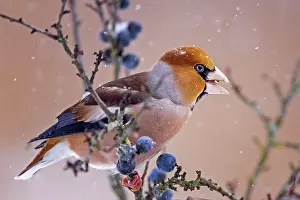 Blackthorn: Hawfinch (Coccothraustes coccothraustes) Feeding