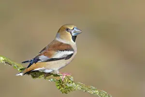 Coccothraustes: Hawfinch (Coccothraustes coccothraustes), female