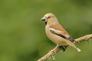 Coccothraustes: Hawfinch (Coccothraustes coccothraustes), female