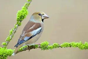 Grown: Hawfinch (Coccothraustes coccothraustes), female