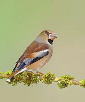 Grown: Hawfinch (Coccothraustes coccothraustes), female