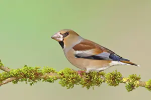 Grown: Hawfinch (Coccothraustes coccothraustes), female