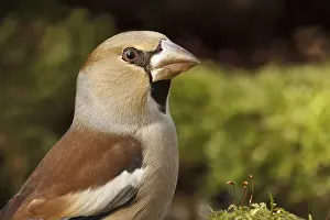 Finch: Hawfinch (Coccothraustes coccothraustes) female