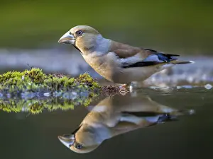 Finch: Hawfinch (Coccothraustes coccothraustes) female at a waterhole