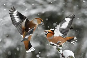 Confrontations: Hawfinch (Coccothraustes coccothraustes) fighting