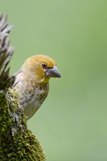 Perching: Hawfinch (Coccothraustes coccothraustes) juveni