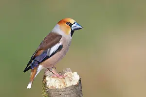 Deadwood: Hawfinch (Coccothraustes coccothraustes) male in