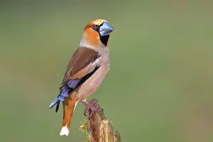 Rotten: Hawfinch (Coccothraustes coccothraustes) male in
