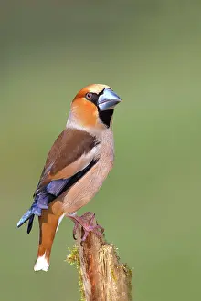 Rotten: Hawfinch (Coccothraustes coccothraustes) male in
