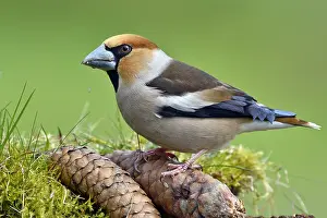Abies: Hawfinch (Coccothraustes coccothraustes), male on