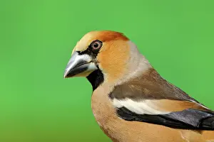 Coccothraustes: Hawfinch (Coccothraustes coccothraustes), male