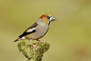 Coccothraustes: Hawfinch (Coccothraustes coccothraustes), male