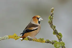 Coccothraustes: Hawfinch (Coccothraustes coccothraustes), male