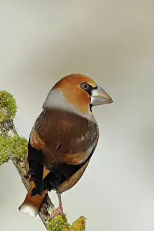 Coccothraustes: Hawfinch (Coccothraustes coccothraustes), male