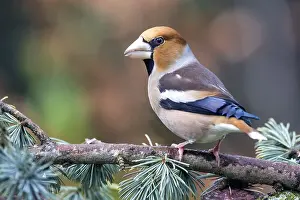Coccothraustes: Hawfinch (Coccothraustes coccothraustes) male on