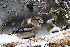 Chill: Hawfinch (Coccothraustes coccothraustes) male on