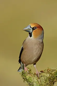 Coccothraustes: Hawfinch (Coccothraustes coccothraustes), male
